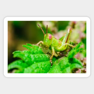 Young Grasshopper Macro Photography Sticker